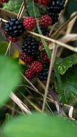 reif Brombeeren auf ein Brombeere Busch foto