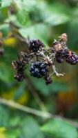 reif Brombeeren auf ein Brombeere Busch foto