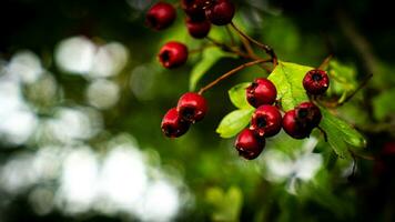 Makro Nahansicht von reif Weißdorn Beeren im Herbst foto