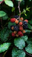 reif Brombeeren auf ein Brombeere Busch foto