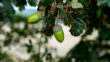 detailliert Makro Schuss von europäisch Eiche Blatt und Eichel foto