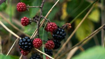 reif Brombeeren auf ein Brombeere Busch foto