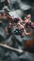 reif Brombeeren auf ein Brombeere Busch foto