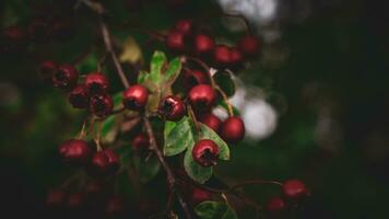 Makro Nahansicht von reif Weißdorn Beeren im Herbst foto