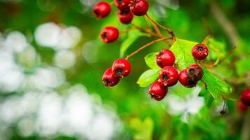 Makro Nahansicht von reif Weißdorn Beeren im Herbst foto