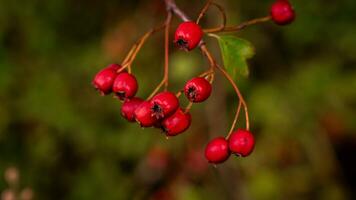 Makro Nahansicht von reif Weißdorn Beeren im Herbst foto