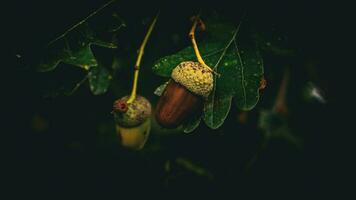 detailliert Makro Schuss von europäisch Eiche Blatt und Eichel foto