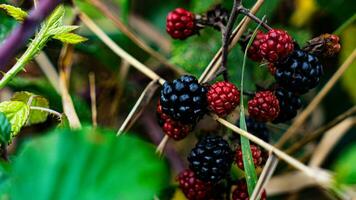 reif Brombeeren auf ein Brombeere Busch foto