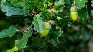 detailliert Makro Schuss von europäisch Eiche Blatt und Eichel foto