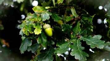 detailliert Makro Schuss von europäisch Eiche Blatt und Eichel foto