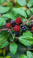 reif Brombeeren auf ein Brombeere Busch foto