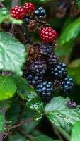 reif Brombeeren auf ein Brombeere Busch foto