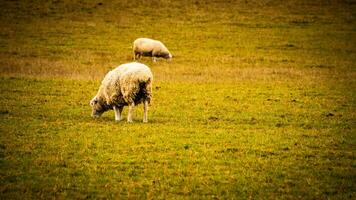 Herde von wollig Schaf auf ein Landschaft Bauernhof foto