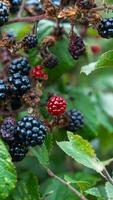 reif Brombeeren auf ein Brombeere Busch foto