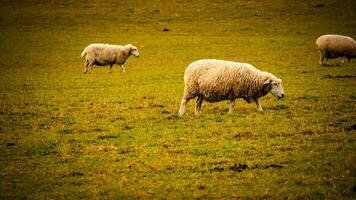 Herde von wollig Schaf auf ein Landschaft Bauernhof foto