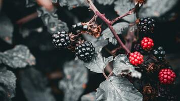 reif Brombeeren auf ein Brombeere Busch foto