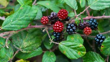 reif Brombeeren auf ein Brombeere Busch foto