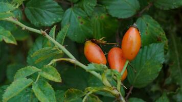 Makro Schuss von reif Rose Hüften im Natur foto