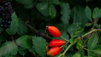 Makro Schuss von reif Rose Hüften im Natur foto