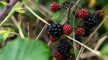 reif Brombeeren auf ein Brombeere Busch foto