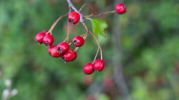 Makro Nahansicht von reif Weißdorn Beeren im Herbst foto