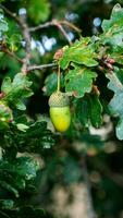 detailliert Makro Schuss von europäisch Eiche Blatt und Eichel foto