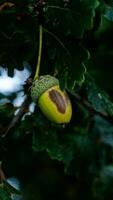 detailliert Makro Schuss von europäisch Eiche Blatt und Eichel foto