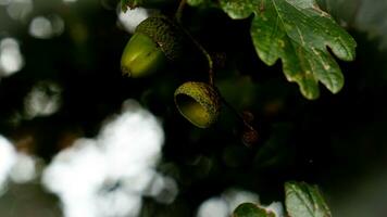 detailliert Makro Schuss von europäisch Eiche Blatt und Eichel foto