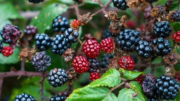 reif Brombeeren auf ein Brombeere Busch foto