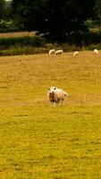 Herde von wollig Schaf auf ein Landschaft Bauernhof foto