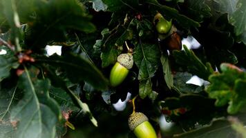 detailliert Makro Schuss von europäisch Eiche Blatt und Eichel foto