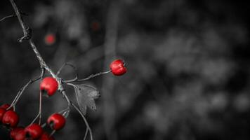 Makro Nahansicht von reif Weißdorn Beeren im Herbst foto