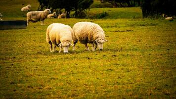 Herde von wollig Schaf auf ein Landschaft Bauernhof foto