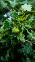 detailliert Makro Schuss von europäisch Eiche Blatt und Eichel foto