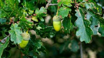 detailliert Makro Schuss von europäisch Eiche Blatt und Eichel foto