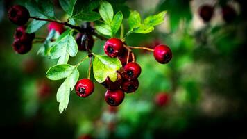 Makro Nahansicht von reif Weißdorn Beeren im Herbst foto