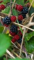 reif Brombeeren auf ein Brombeere Busch foto