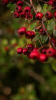 Makro Nahansicht von reif Weißdorn Beeren im Herbst foto