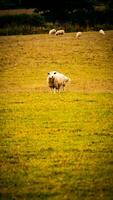 Herde von wollig Schaf auf ein Landschaft Bauernhof foto