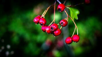 Makro Nahansicht von reif Weißdorn Beeren im Herbst foto