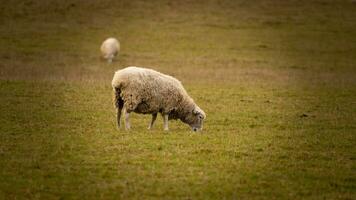 Herde von wollig Schaf auf ein Landschaft Bauernhof foto