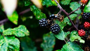 reif Brombeeren auf ein Brombeere Busch foto