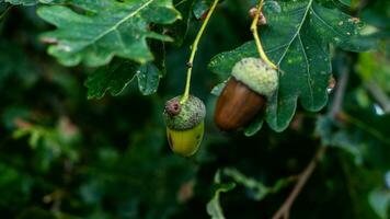 detailliert Makro Schuss von europäisch Eiche Blatt und Eichel foto