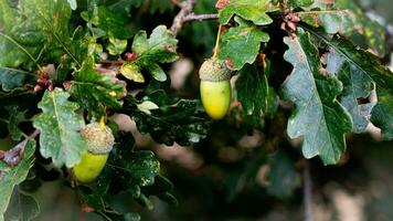 detailliert Makro Schuss von europäisch Eiche Blatt und Eichel foto