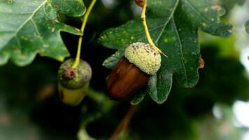 detailliert Makro Schuss von europäisch Eiche Blatt und Eichel foto