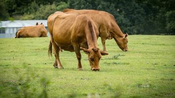 ländlich Wiese Weiden lassen braun das Vieh im Grün Weide foto