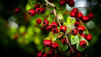 Makro Nahansicht von reif Weißdorn Beeren im Herbst foto