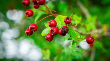 Makro Nahansicht von reif Weißdorn Beeren im Herbst foto