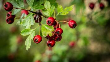 Makro Nahansicht von reif Weißdorn Beeren im Herbst foto