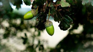 detailliert Makro Schuss von europäisch Eiche Blatt und Eichel foto